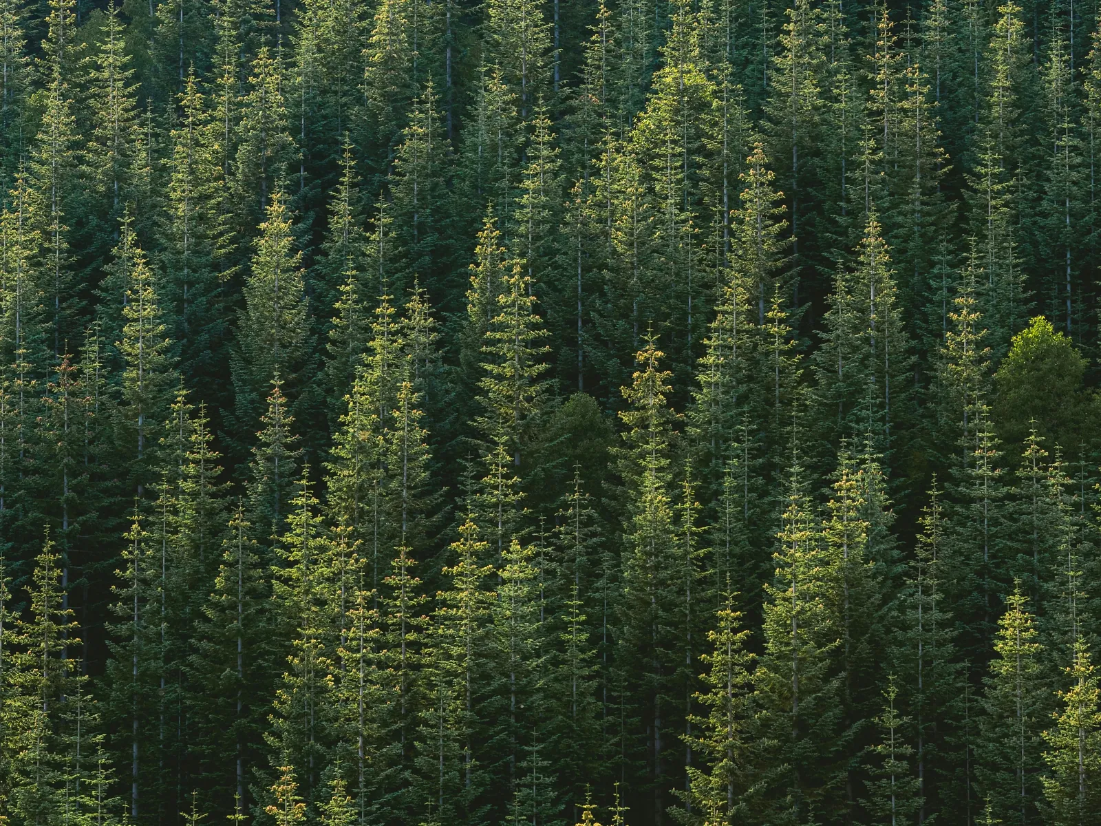 A dense forest of fir trees seen from above.